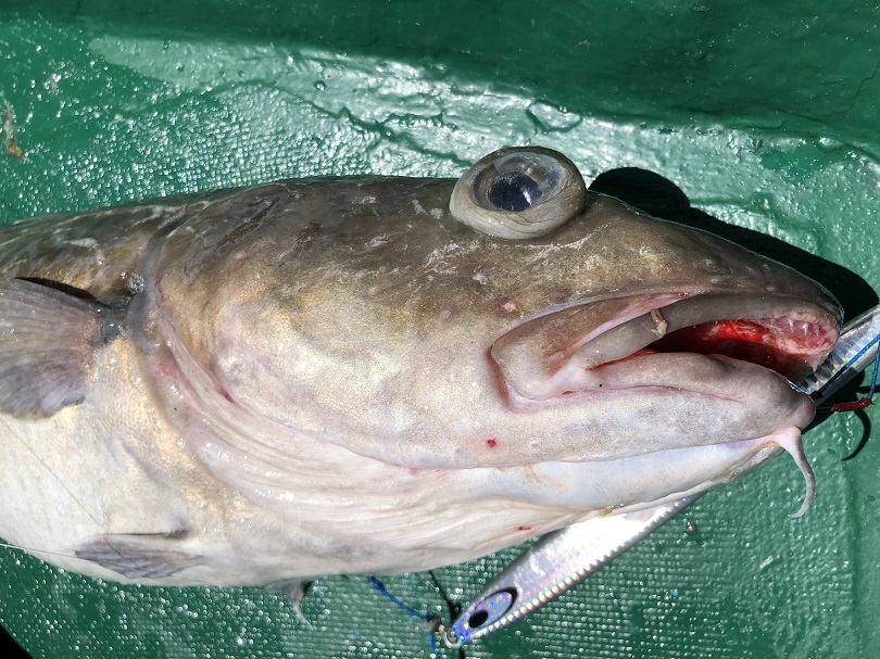 スロージギング マダラ