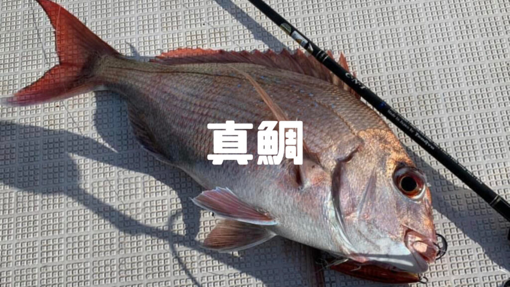 真鯛
